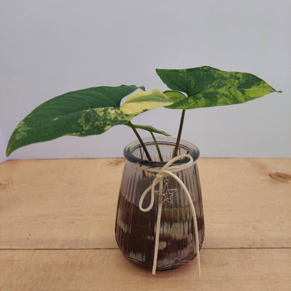 Variegated Syngonium