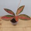 Aglaonema Pink Stardust