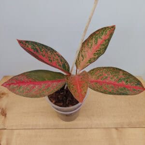 Aglaonema Pink Stardust