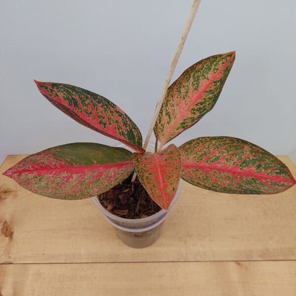 Aglaonema Pink Stardust