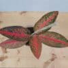 Choosing the Right Aglaonema Variety for Your Home
