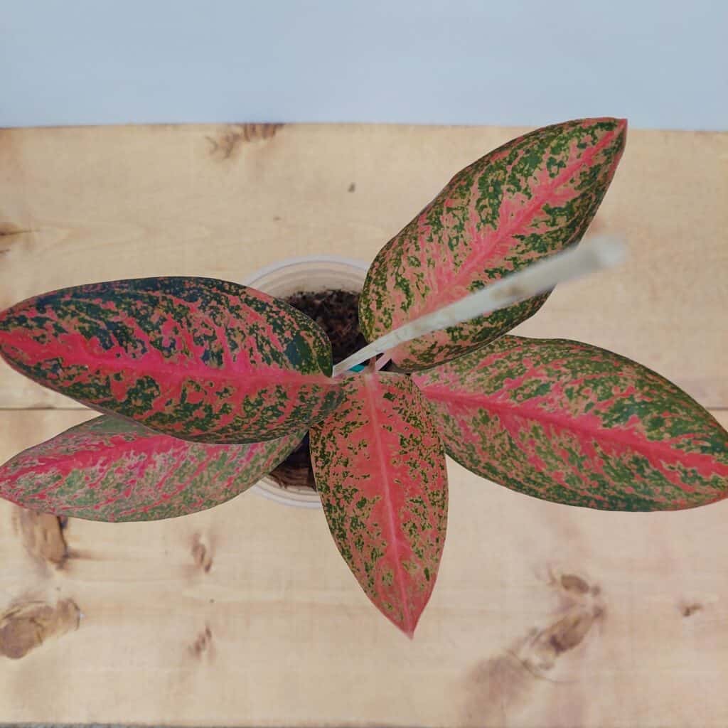 Choosing the Right Aglaonema Variety for Your Home