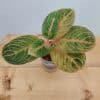 Aglaonema Siam Perfect