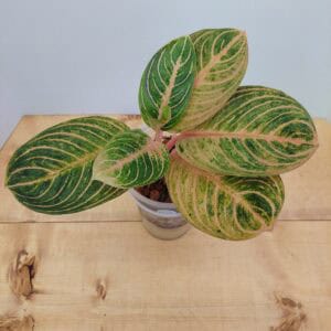 Aglaonema Siam Perfect