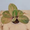 Aglaonema Siam Perfect