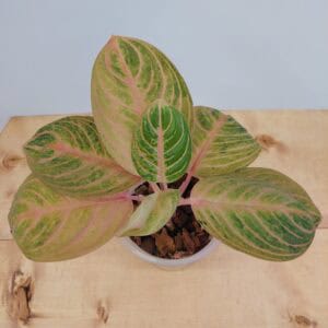 Aglaonema Siam Perfect