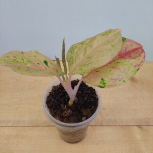 Aglaonema Pink Emerald