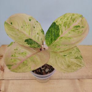Aglaonema Pink Emerald