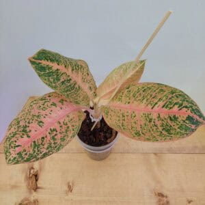 Aglaonema Orange Stardust