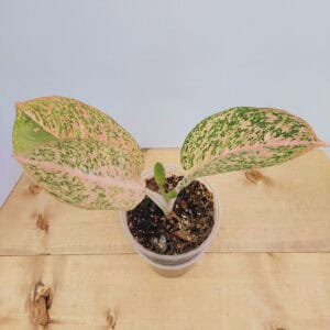 Aglaonema Orange Stardust