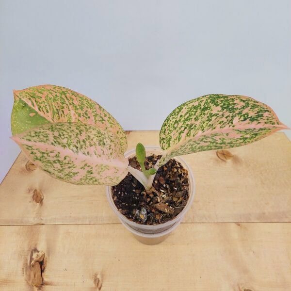 Aglaonema Orange Stardust