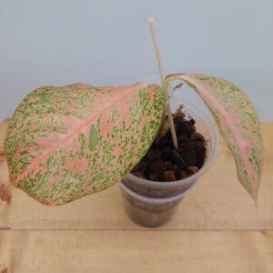 Aglaonema Orange Stardust