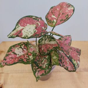 Aglaonema Tricolor Mutated