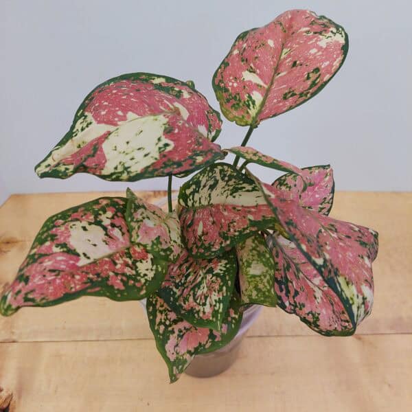 Aglaonema Tricolor Mutated
