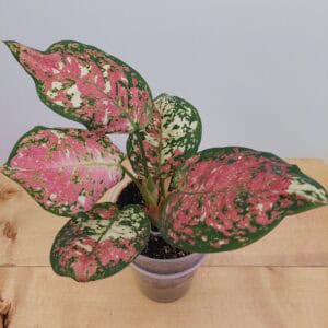 Aglaonema Tricolor Mutated