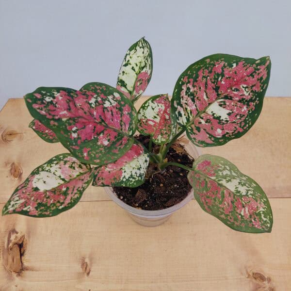 Aglaonema Tricolor Mutated