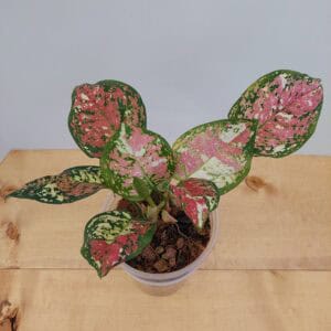 Aglaonema Tricolor Mutated
