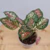 Aglaonema Tricolor Mutated