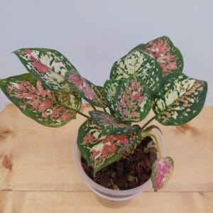 Aglaonema Tricolor Mutated