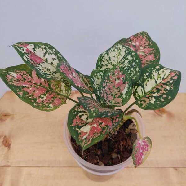 Aglaonema Tricolor Mutated
