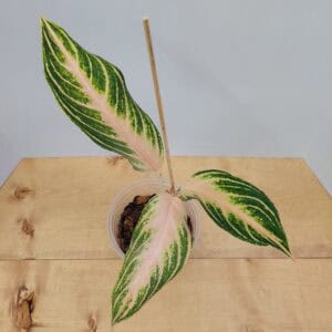 Aglaonema Pink Panama
