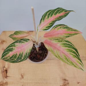 Aglaonema Pink Panama