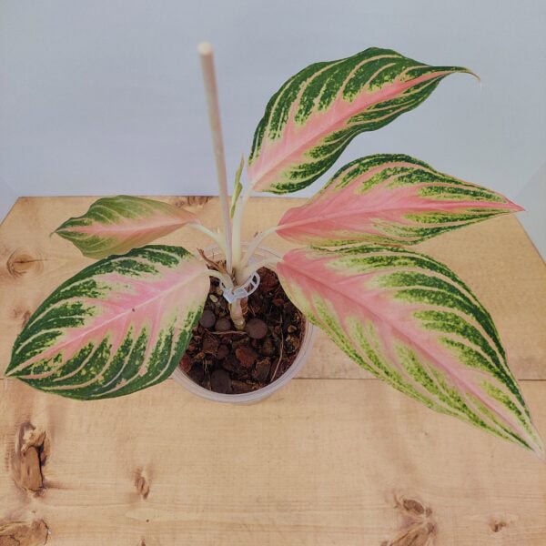 Aglaonema Pink Panama