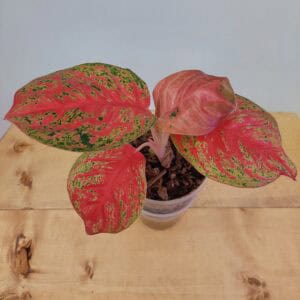 Aglaonema 10 Karat