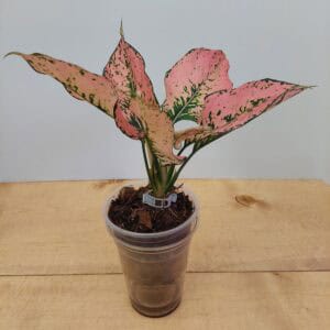 Aglaonema Pink Komkoon