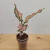 Aglaonema Pink Komkoon