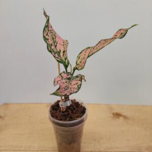Aglaonema Pink Komkoon