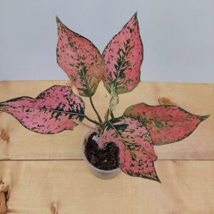 Aglaonema Orange Princess
