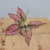Aglaonema Pink Komkoon