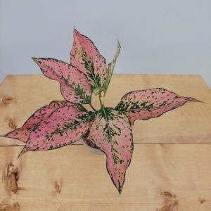 Aglaonema Pink Komkoon