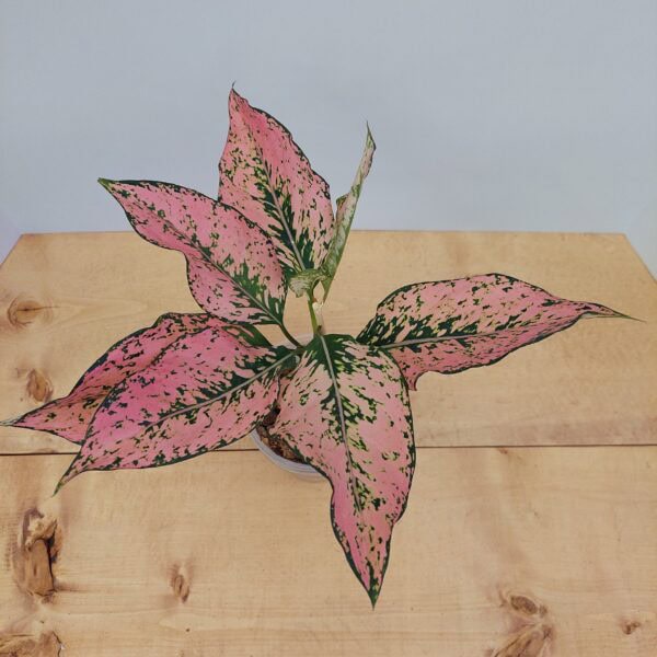 Aglaonema Pink Komkoon
