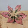 Aglaonema Pink Komkoon