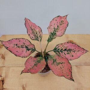 Aglaonema Pink Komkoon
