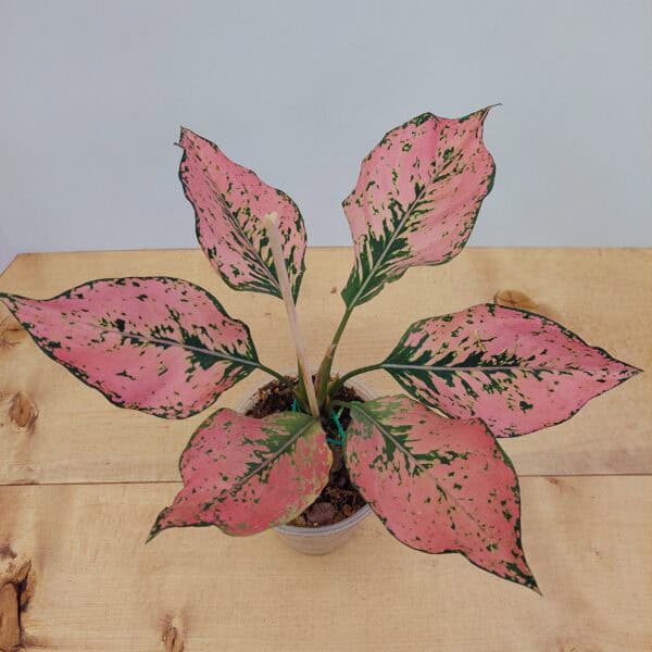 Aglaonema Pink Komkoon
