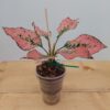 Aglaonema Pink Komkoon