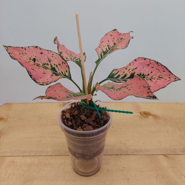 Aglaonema Pink Komkoon