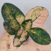 Aglaonema Starbucks