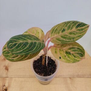 Aglaonema Siam Perfect