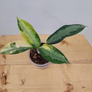 Aglaonema Suvarnabuhmi Variegated