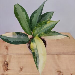 Aglaonema Suvarnabuhmi Variegated