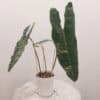 Philodendron Variegated Billietiae