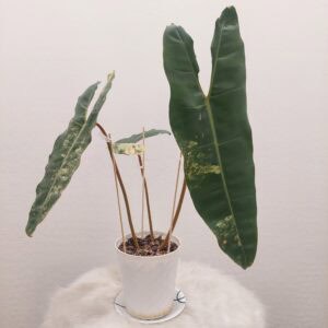 Philodendron Variegated Billietiae
