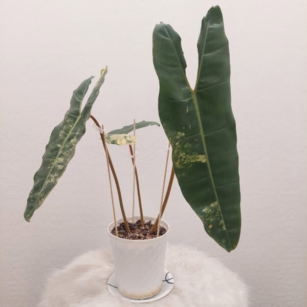 Philodendron Variegated Billietiae