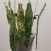 Rare Philodendron Variegated Billietiae