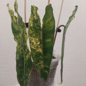 Rare Philodendron Variegated Billietiae