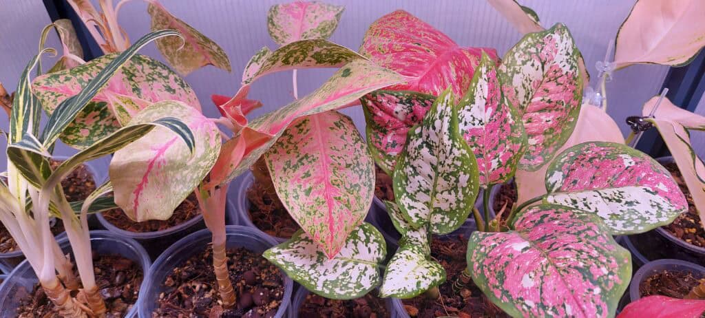 How to Care for Aglaonema Plants